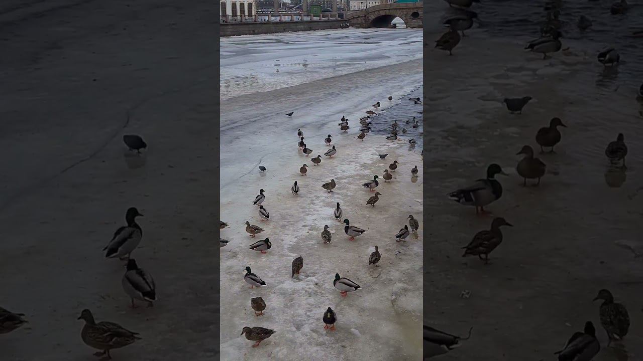 Скоро весна. смотреть онлайн