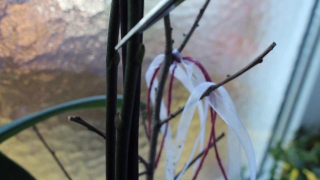 КАК ОБРЕЗАТЬ ЦВЕТОНОС ОРХИДЕИ ФАЛЕНОПСИС ? ОБРЕЗКА ЦВЕТОНОСА ОРХИДЕИ #ФАЛЕНОПСИС #oldenburgru#277 смотреть онлайн