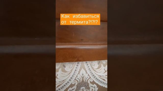 Термиты внутри стула!!! #термит #насекомые #зоология #энтомология #жизньбезтермитов смотреть онлайн