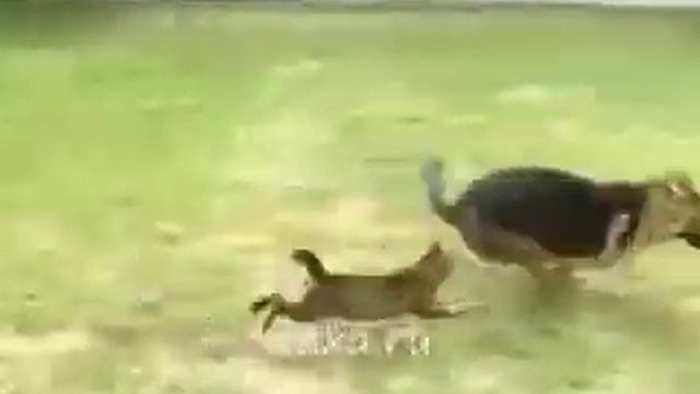 Форсаж 5. Кошачий дрифт. смотреть онлайн