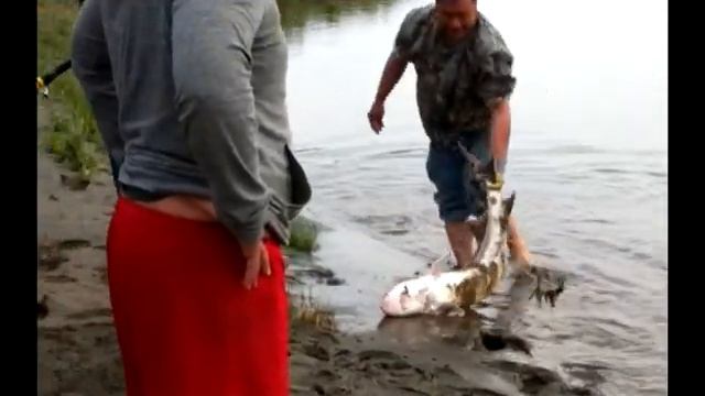 Hmong sacramento Sturgeon fishing 2012 смотреть онлайн