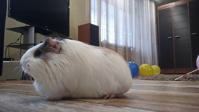 Что значит когда пищит морская свинка? смотреть онлайн