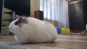 Что значит когда пищит морская свинка?