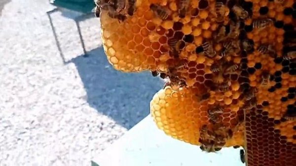 Ставим рамки с ващиной пчелам.