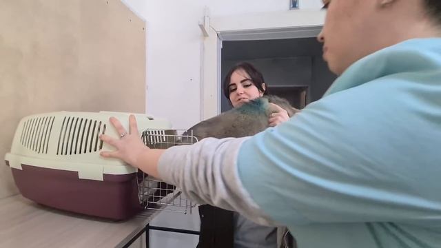 Спасённого из кладбища щенка привезли на осмотр к врачу после болезни смотреть онлайн