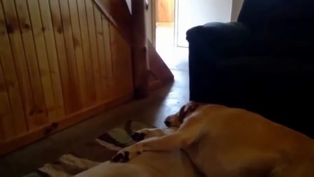 Смешной храп спящей собаки смотреть онлайн