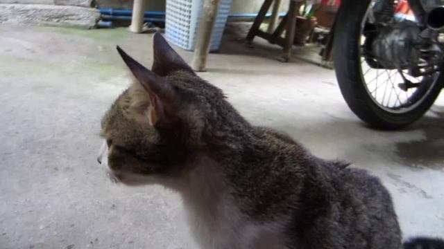 Canon IXUS 220 HS- Full HD Video Test смотреть онлайн