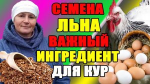 Зачем я добавляю СЕМЕНА ЛЬНА в рацион питания кур.