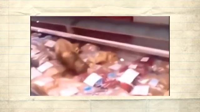 кошка жрет продукты прямо в холодильнике магазина, жесть!!! смотреть онлайн