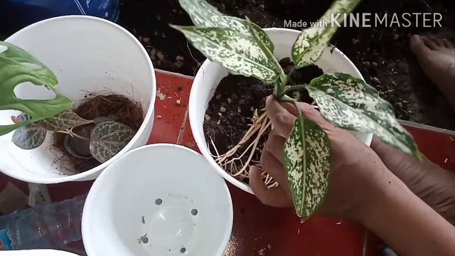 MIRU - PENDEM GRESIK, PUSAT TANAMAN HIAS,, AGLONEMA, ANTHURIUM, MONSTERA, Philo dll. смотреть онлайн
