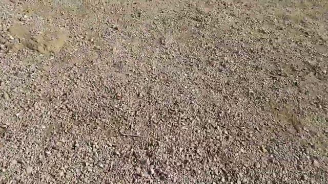 Редкие деревья (кипарисы) смотреть онлайн