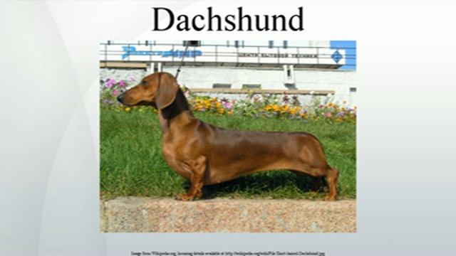 Dachshund смотреть онлайн