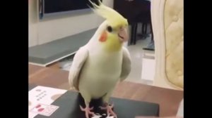 Ойся ты ойся