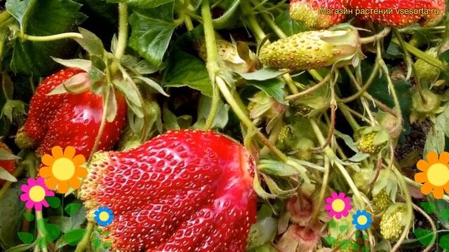 Земклуника гибридная. Краткий обзор, описание характеристик fragaria ananassa х moschata Барыня смотреть онлайн