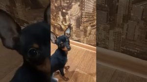 Тойчик 3х месячный, милашка