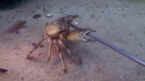 Крабы   танцующий краб