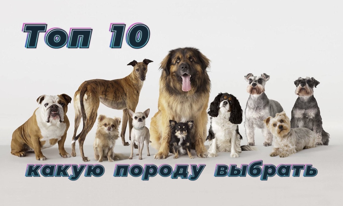 Топ 10. Лучшие породы собак для квартиры! смотреть онлайн