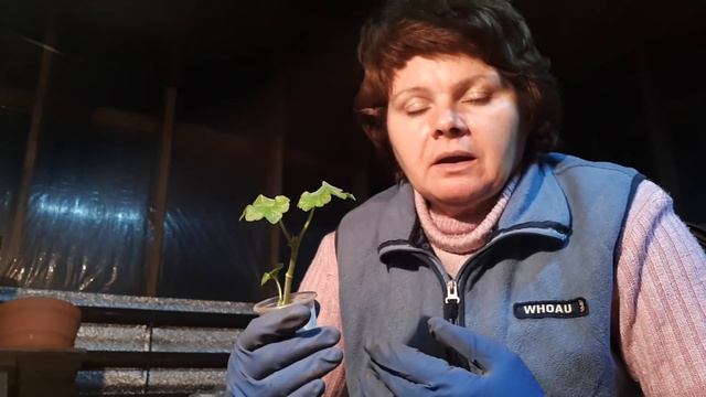 А можно при пересадке сразу и обрезать растение? смотреть онлайн