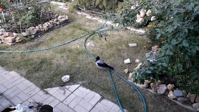 Пернатые друзья! смотреть онлайн