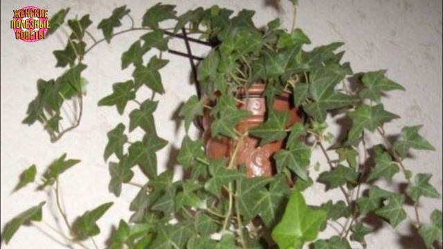 5 растений для спальни, которые помогут улучшить качество сна! смотреть онлайн