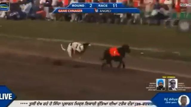 🔥💯Game changer🎯🔥 Greyhound racing punjab | Greyhound racing Maharashtra #dog #greyhounds #youtube смотреть онлайн