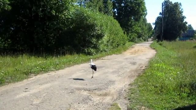 Домашние аисты  «Прогулка с аистятами»