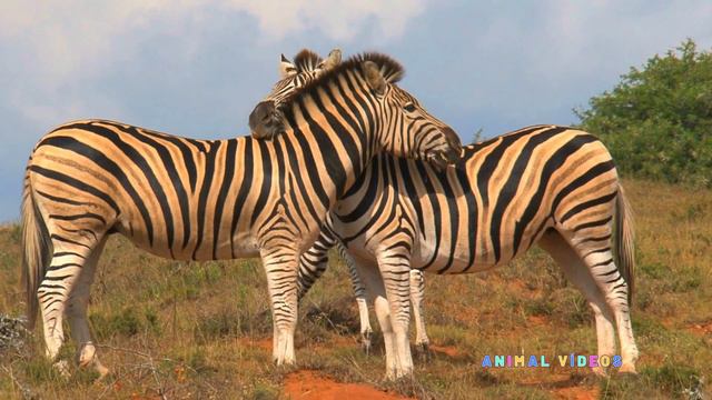 Zebras - Som da Zebra - O Mundo das Zebras смотреть онлайн