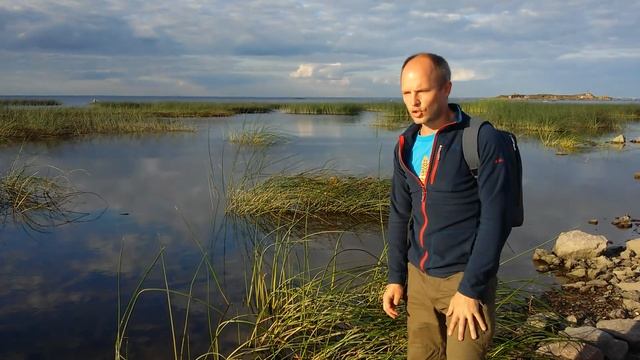 Что такое камыш? Как выглядит? смотреть онлайн