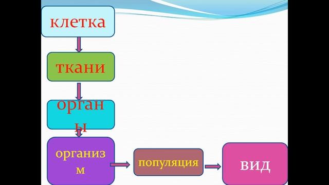 уровни организации жизни