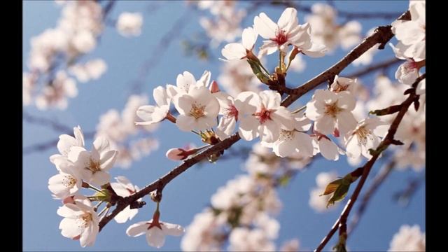 Поздравление с 8 марта 2 смотреть онлайн