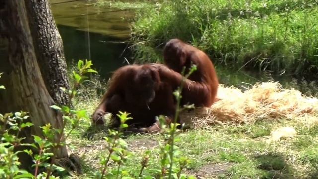 Apenheul Primate Park (Apeldoorn, The Netherlands) - Part 2 смотреть онлайн