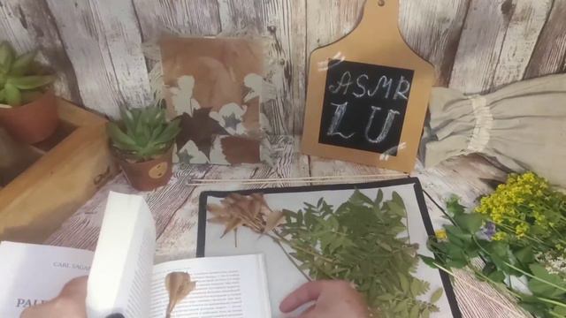 АСМР/Шёпот/Шуршание/Собираем гербарий/ASMR/Whisper/Rustle/Collecting herbarium смотреть онлайн