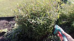 Стрижка кустов ✂ ива Нана. Просто и быстро)