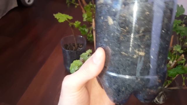 Укоренить виноград черенком?Проращивание ,укоренение 4 к видео . смотреть онлайн