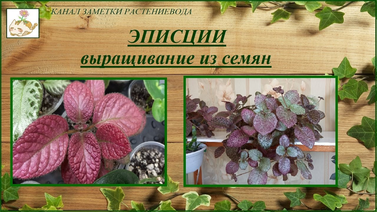 Эписции выращивание из семян, опыление смотреть онлайн