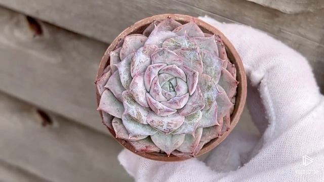 Echeveria Rosalia