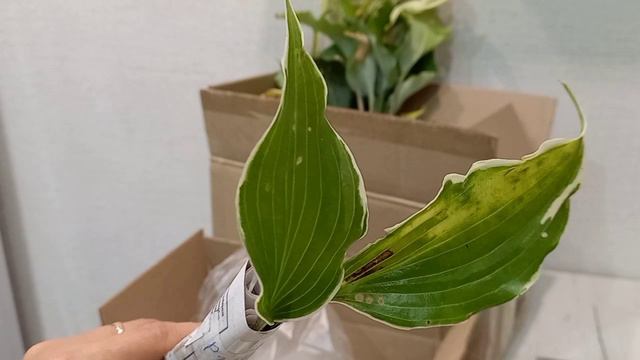 Хосты😊🪴 Последние приобретения этого сезона 🌱🤗 смотреть онлайн