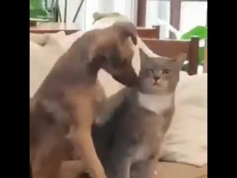 Когда даже песель не может устоять перед котиком смотреть онлайн