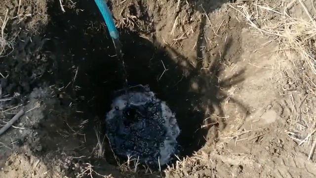 Голубая ель. Колючая неприхотливая ель Глаука. Посадка и уход. смотреть онлайн