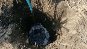 Голубая  ель. Колючая неприхотливая ель Глаука. Посадка и уход.