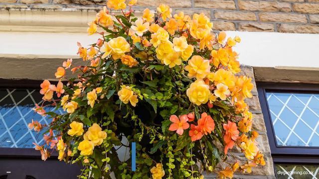 12 Stunning Trailing Plants For Your Garden смотреть онлайн