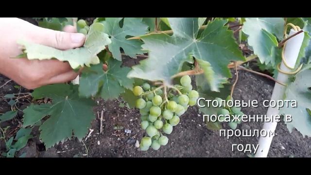 Ускорение плодоношения винограда. смотреть онлайн