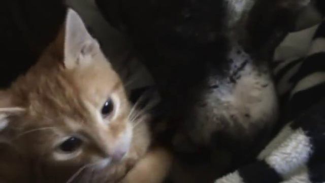 Очень нежный Стаф смотреть онлайн