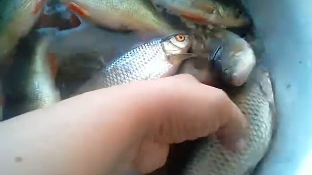 Шарики, чебурашки и чупакабра. смотреть онлайн