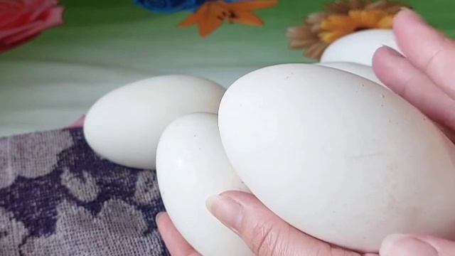 Хранение и подготовка гусиных яиц к инкубации. смотреть онлайн