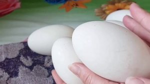 Хранение и подготовка гусиных яиц к инкубации.