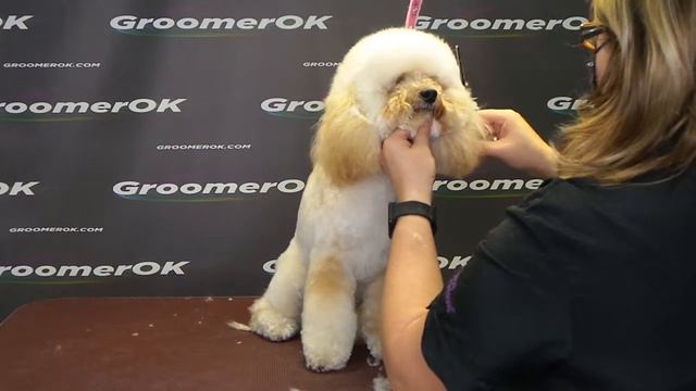 How To Groom A Maltipoo? Grooming Head