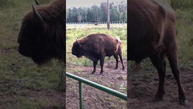Зубры в Беловежской пуще #shorts Bisons in Belovezhskaya Pushcha смотреть онлайн