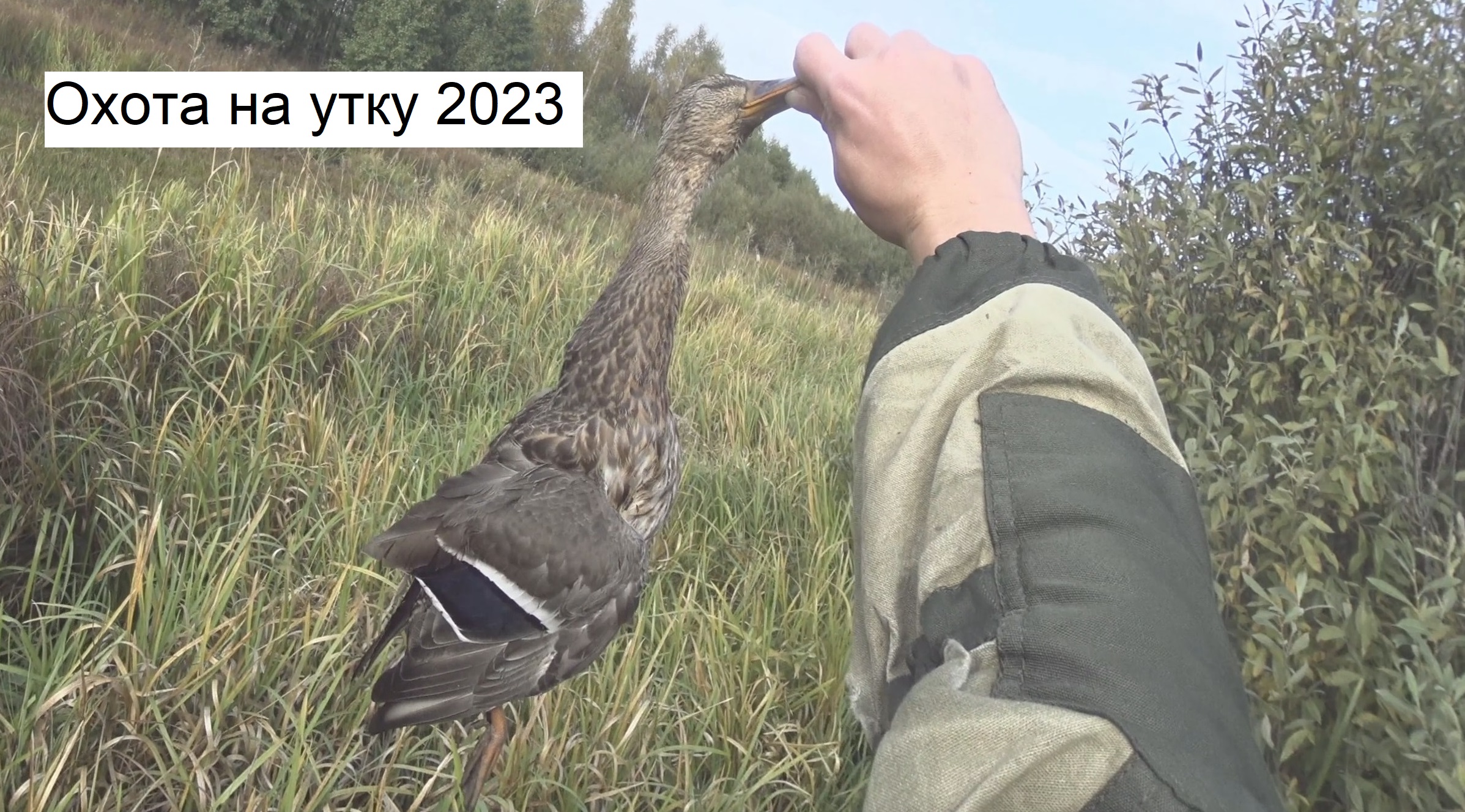 Охота на утку 2023