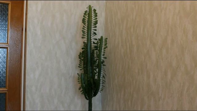 Комнатные опасные цветы смотреть онлайн